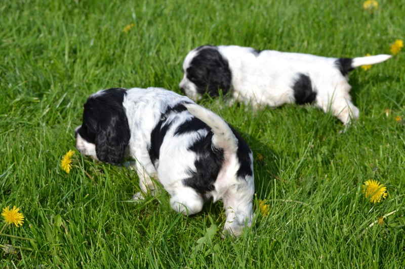 Vrh H a CH 31-Charlie, Chessy.JPG